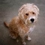 Puppy