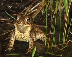 Toad