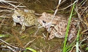 Toads in a pond